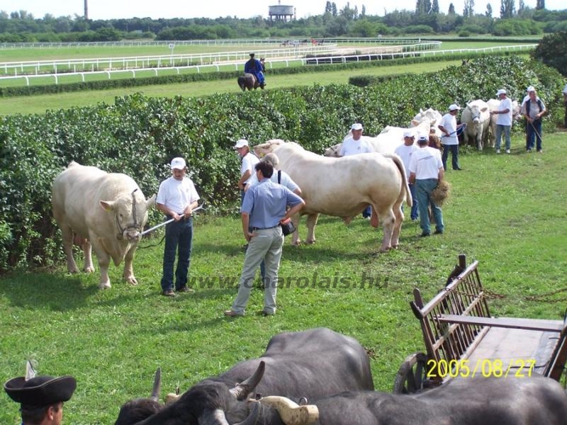 OMÉK 2005. 