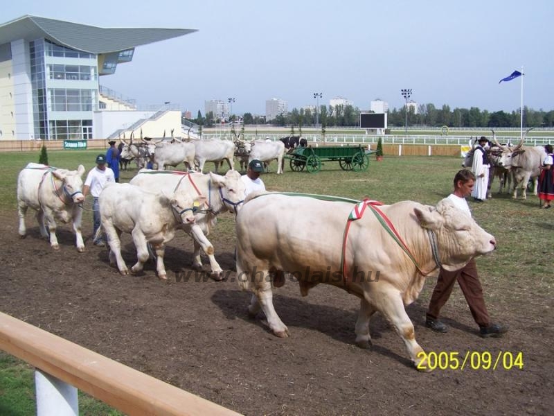 OMÉK 2005. 