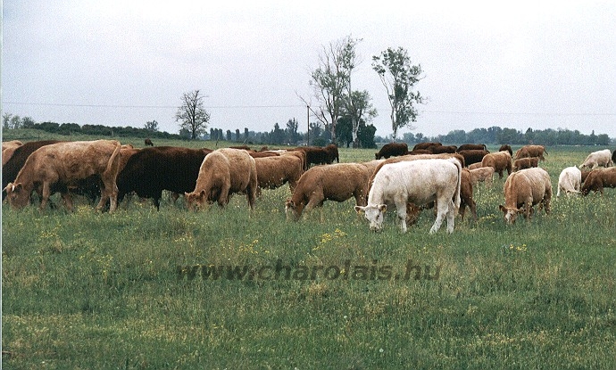 Tenyészetek