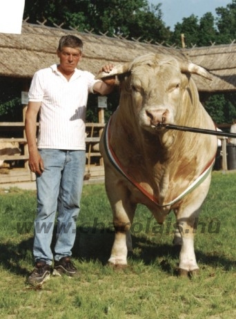 Törzstenyészetek   