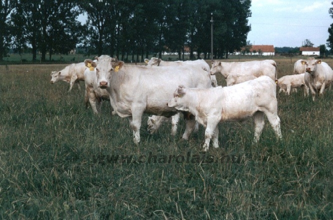 Törzstenyészetek