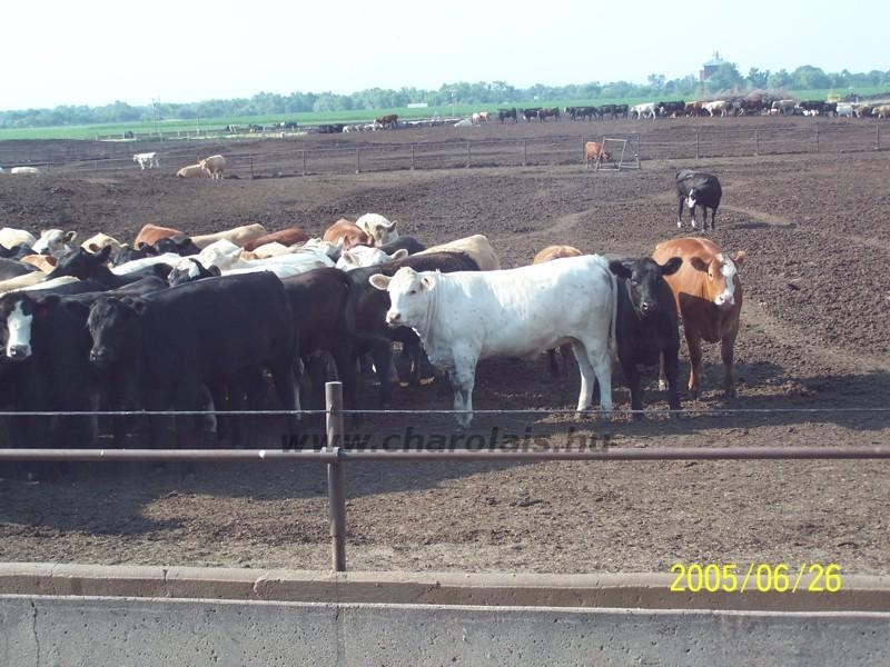 USA Techn. Biz. Ülés 2005,