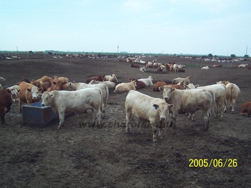 USA Techn. Biz. Ülés 2005,