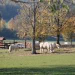 zselic17
