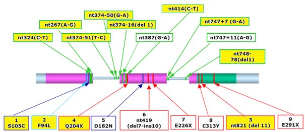myostatin valtozatok