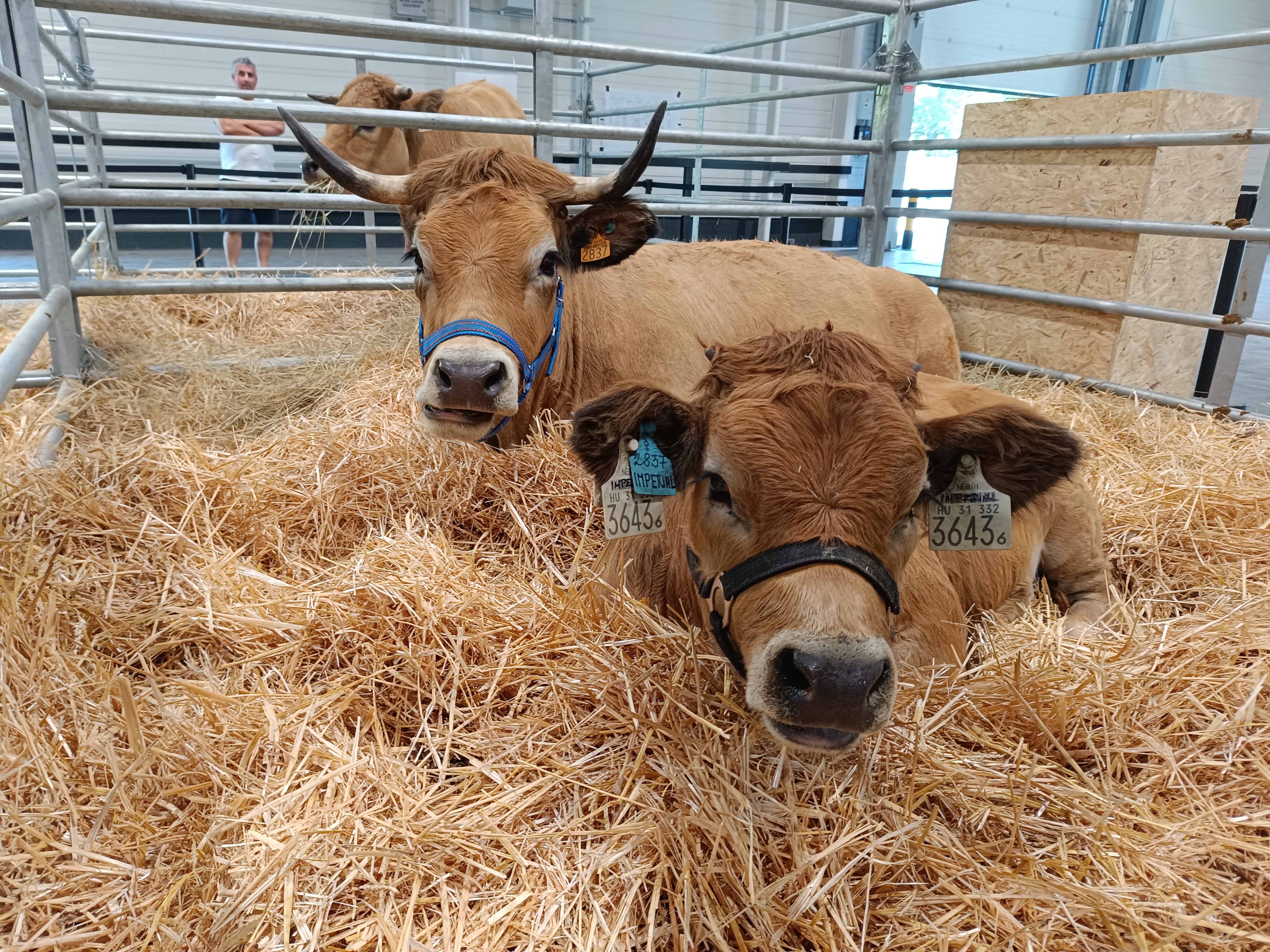 omék2025aubrac borjúval