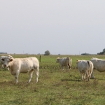 NPK Charolais Farm Kft. törzstenyészeti szemléje