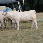 2018sved_wcc
