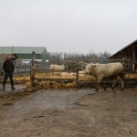 Charolais-Farm Kft. STV