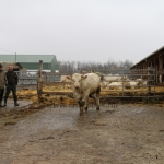 Charolais-Farm Kft. STV