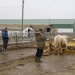 Charolais-Farm Kft. STV