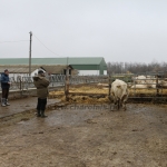 Charolais-Farm Kft. STV