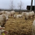 Charolais-Farm Kft. STV