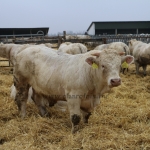 Charolais-Farm Kft. STV