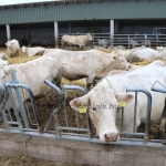 Charolais-Farm Kft. STV