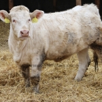 Charolais-Farm Kft. STV