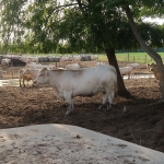 20190910_boris_kis