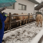 Hegyalja-Bos Kft. STV 2020. január