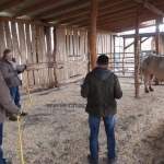 Charolais Kft. STV minősítés