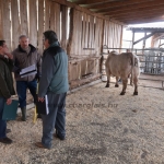 Charolais Kft. STV minősítés