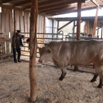 Charolais Kft. STV minősítés