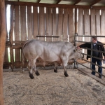 Charolais Kft. STV minősítés