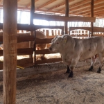Charolais Kft. STV minősítés