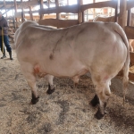 Charolais Kft. STV minősítés