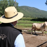 Bódvavölgyi Charolais TTSZ