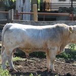 Bódvavölgyi Charolais TTSZ
