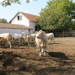 Csürhés Tamás TTSZ