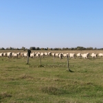 Charolais-Farm TTSZ 2020