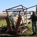 Charolais-Farm TTSZ 2020