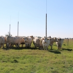 Charolais-Farm TTSZ 2020