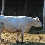 Charolais-Farm TTSZ 2020