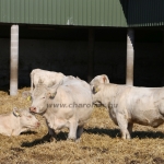 Charolais-Farm TTSZ 2020