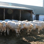 Charolais-Farm TTSZ 2020