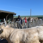 Charolais-Farm TTSZ 2020