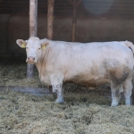Charolais-Farm TTSZ 2020