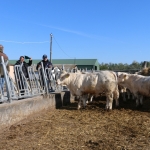 Charolais-Farm TTSZ 2020