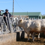 Charolais-Farm TTSZ 2020