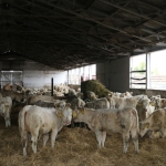 Abaúji Charolais TTSZ 2020