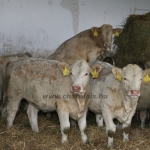 Abaúji Charolais TTSZ 2020