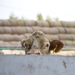Abaúji Charolais TTSZ 2020