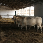 Abaúji Charolais TTSZ 2020