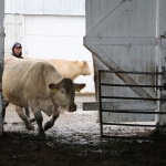 Abaúji Charolais TTSZ 2020