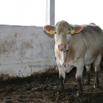 Abaúji Charolais TTSZ 2020