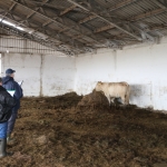 Abaúji Charolais TTSZ 2020