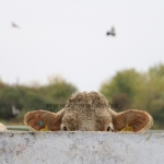 Abaúji Charolais TTSZ 2020