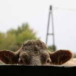 Abaúji Charolais TTSZ 2020